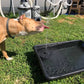 ☀LAST DAY SALE 50% OFF!!🐦️⛲Compact Solar Bird Fountain Pump – Keep Your Garden Alive!